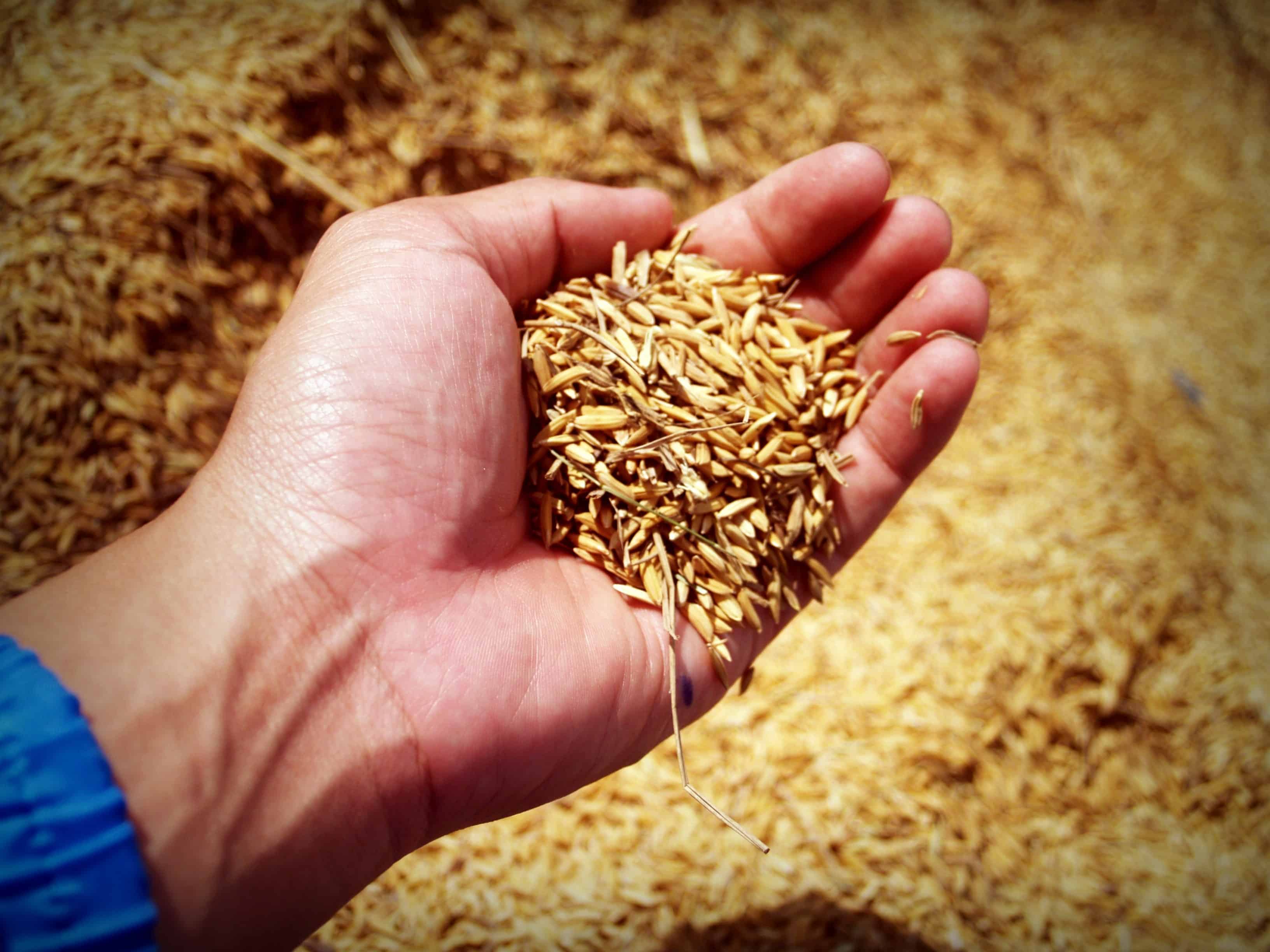 Пшеничный разбор. Зерно. Посев зерна. Семена пшеницы для посева. Семена пшеницы в руках.